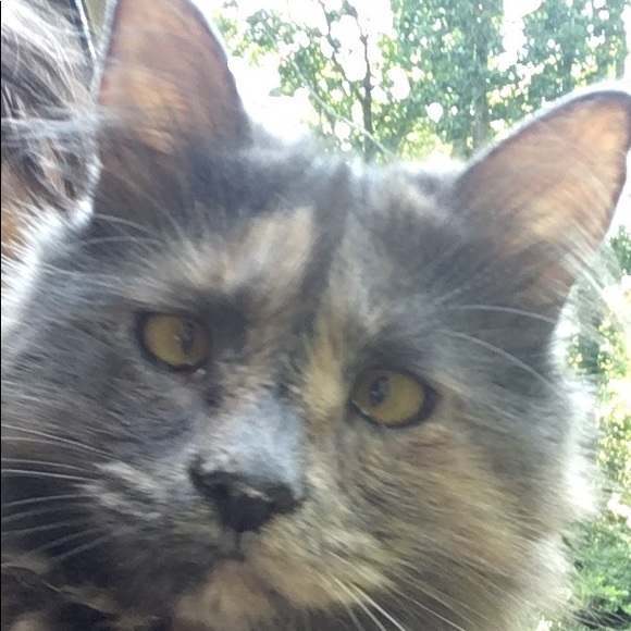 Mystie the Cat aka "Little Kitty" mom's lil helper - Picture 4 of 4